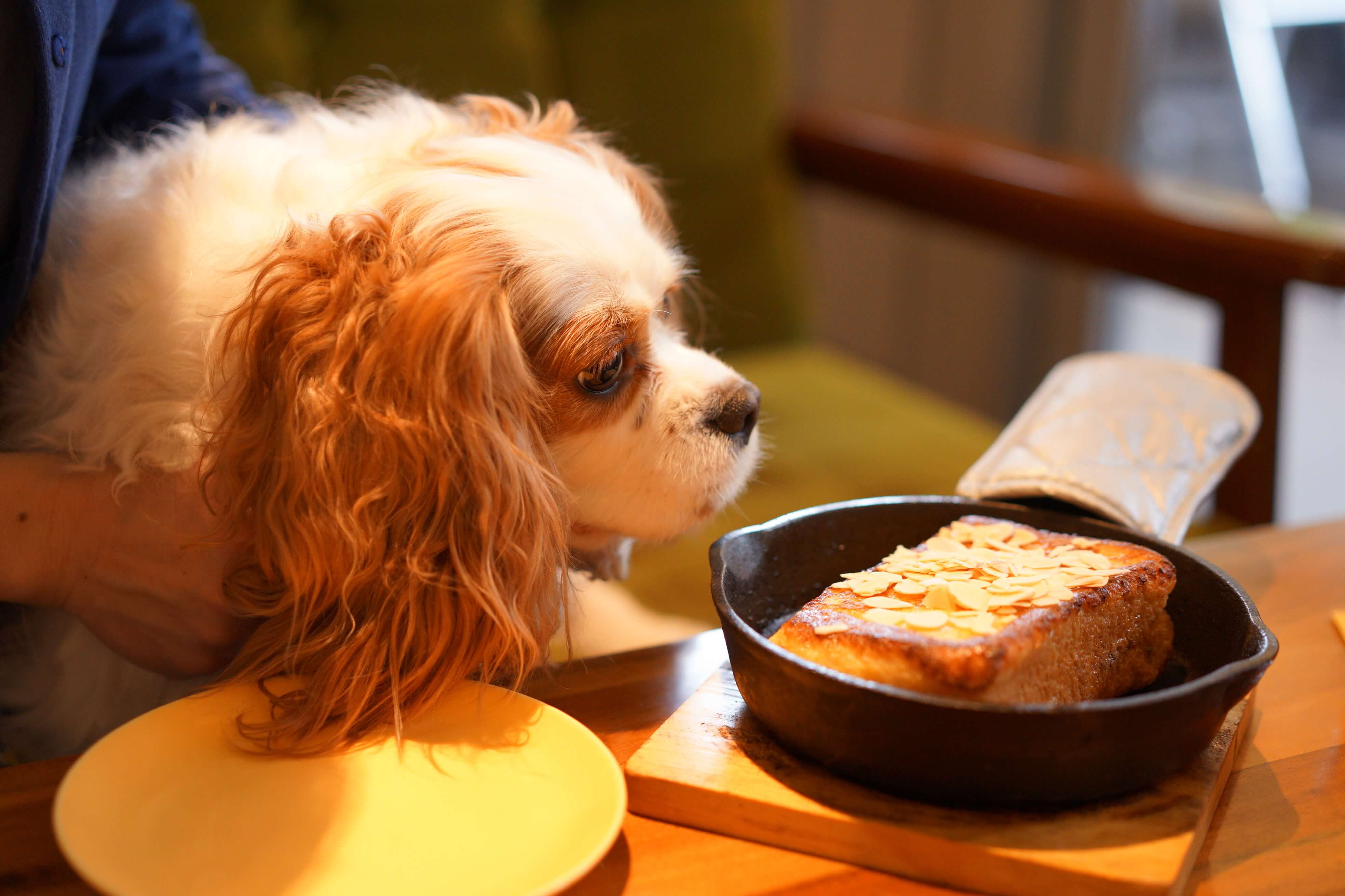 福島県にはおすすめのドッグカフェがいっぱい！愛犬と一緒に素敵な思い出を作りに行こう！